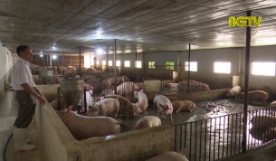 CTT: Bắc Giang ngăn chặn dịch tả lợn Châu Phi