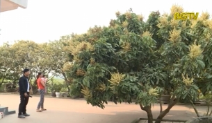 Độc đáo cây nhãn ra quả trái vụ ở Lạng Giang