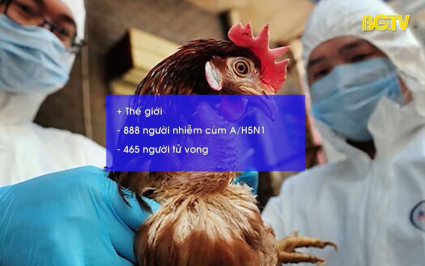 An toàn sống: Cảnh báo nguy cơ cúm gia cầm H5N1 lây sang người