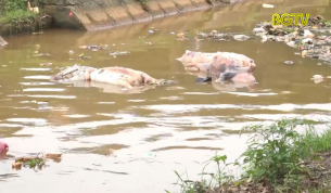 Tân Yên: Lợn chết vứt tràn lan trên kênh