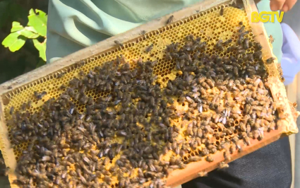 Bắc Giang hình thành 12 vùng chăn nuôi ong 