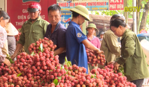 Bắc Giang: Mỗi ngày tiêu thụ khoảng 1500 tấn vải thiều