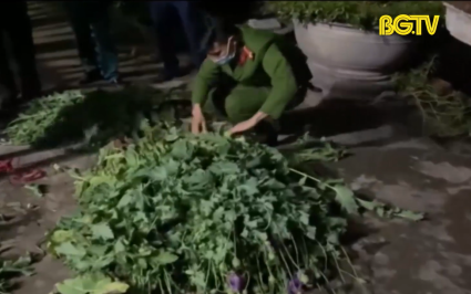 Bắc Giang: Phát hiện, xử lý 11 vụ trồng cây chứa chất  ma túy 