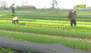 Làng trồng rau gia vị