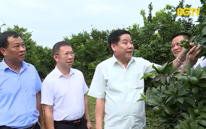 Bí thư Tỉnh ủy thăm mô hình sản xuất tại huyện Lục Ngạn
