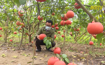 Bưởi đỏ ngày Tết