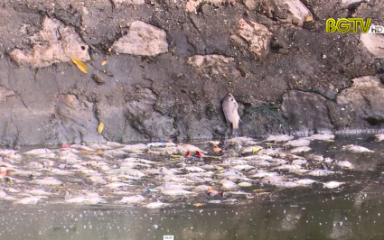 Cá chết hàng loạt ở hồ Đầm Sen gây ô nhiễm môi trường