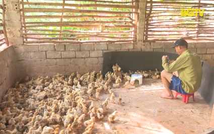 Cắt điện luân phiên ảnh hưởng đến chăn nuôi gà