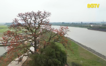 Cây gạo miếu Bà Cô được công nhận là cây di sản 