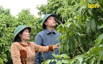 Chăm sóc vải thiều sớm giai đoạn ra hoa