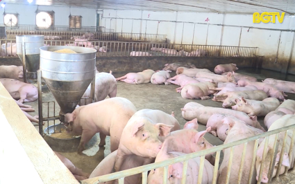 Chăn nuôi lợn tập trung gắn với an toàn dịch bệnh