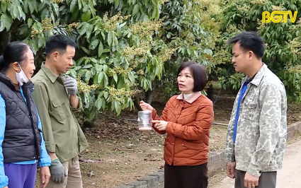 Chủ động mở rộng thị trường xuất khẩu vải thiều sang Mỹ 