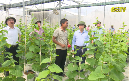 Chủ tịch UBND tỉnh thăm mô hình SXNN tại huyện Yên Dũng