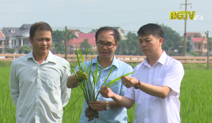 Công trình chọn tạo giống lúa P15 lọt vào sách vàng sáng tạo Việt Nam