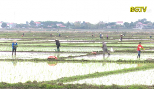 CTT: Đảm bảo các biện pháp thực hiện thắng lợi vụ chiêm xuân