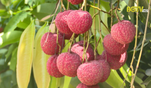 CTT: Vải thiều tươi khơi thông tại thị trường Nhật Bản