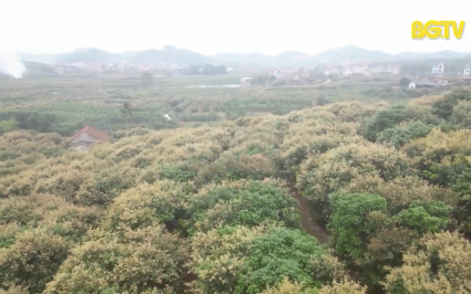 Đã kí kết hợp đồng xuất khẩu vải thiều sớm Tân Yên sang Mỹ 