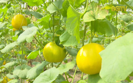 Đảm bảo hiệu quả kinh tế, tăng trưởng lĩnh vực nông nghiệp