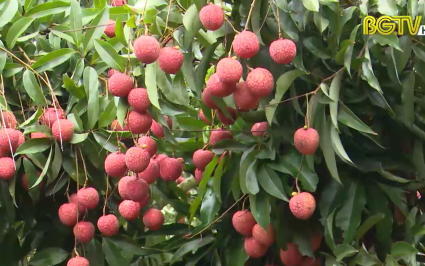 Đề nghị đánh giá phân hạng OCOP 5 sao với vải thiều