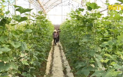 Điểm nhấn trong phát triển nông nghiệp công nghệ cao ở Lạng Giang
