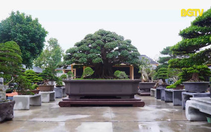 Độc đáo vườn cây bonsai phong cách Nhật Bản tại Bắc Giang