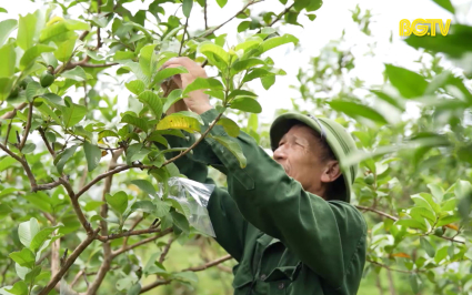 Đồng hành cùng chủ thể triển khai chương trình Ocop 