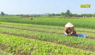 Duy trì sản xuất nông nghiệp trong mùa dịch