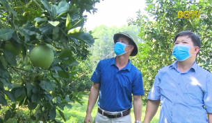 Gắn tiêu thụ nông sản với du lịch miệt vườn