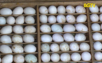 Giá trứng gia cầm tăng vọt  