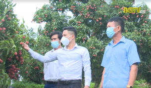 HĐND với cử tri: Bắc Giang đẩy mạnh sản xuất vải thiều an toàn dịch bệnh