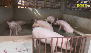 HĐND với cử tri: Ý kiến cử tri về phòng chống dịch tả lợn