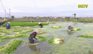 Hiệp Hòa chú trọng nâng cao chất lượng sản phẩm rau cần