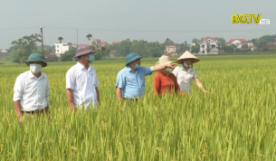 Hiệu quả canh tác lúa thân thiện với môi trường