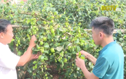 Hiệu quả chi, tổ hội nông dân nghề nghiệp 