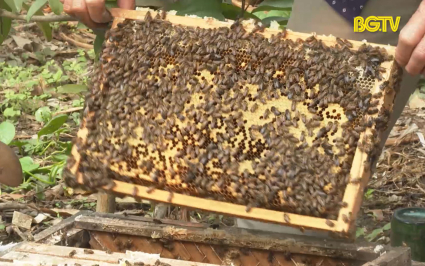 Hiệu quả mô hình nuôi Ong tại Sơn Động 