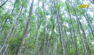 Hiệu quả trồng rừng gỗ lớn