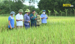 Hiệu quả từ mô hình cánh đồng một giống