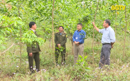 Hiệu quả từ trồng rừng kinh tế