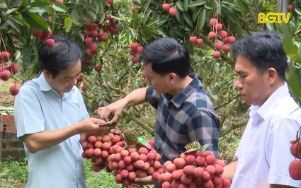 Hỗ trợ kinh phí cho sản phẩm vải thiều Lục Ngạn Hồng Xuân đạt “Tiêu chuẩn OCOP 5 sao”