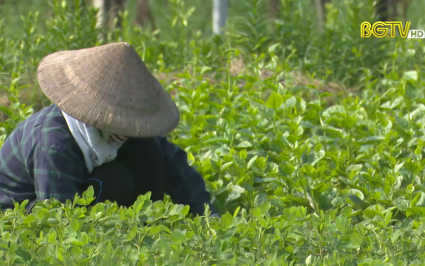 Hơn 13.300 ha rau các loại phục vụ tiêu dùng dịp cuối năm