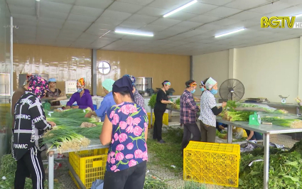 Hợp tác xã, doanh nghiệp - Trung tâm triển khai chương trình OCOP