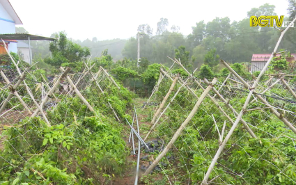 Hướng dẫn trồng Sâm Nam núi Dành hiệu quả