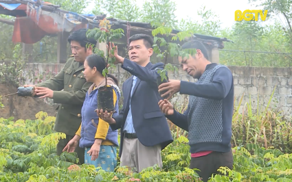 KH&CN: Nghiên cứu bảo tồn nguồn gen loài lim xanh