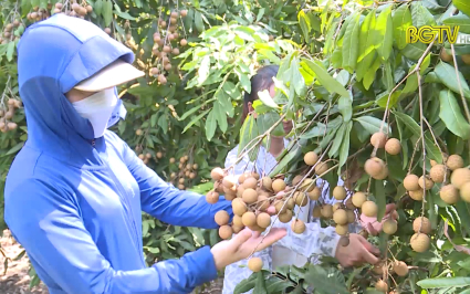 KH&CN: Tân Yên ứng dụng công nghệ trong trồng cây ăn quả