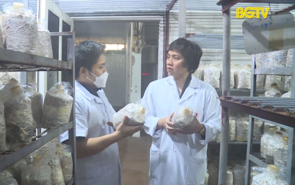 KH&CN: Xây dựng mô hình bảo quản và chế biến 1 số sản phẩm từ nấm ăn theo chuỗi giá trị trên địa bàn tỉnh Bắc Giang