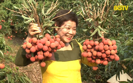 Khai mạc chương trình du lịch Lục Ngạn mùa vải chín năm 2023