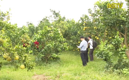 Chương trình du lịch "Về miền quả ngọt Lục Ngạn năm 2022" 