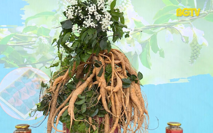 Khơi thông mở rộng thị trường tiêu thụ Sâm Nam núi Dành 