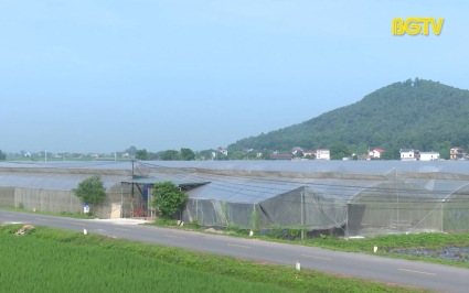 Khuyến cáo biện pháp phòng chống nắng nóng cho cây trồng 