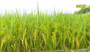 Lựa chọn giống lúa phù hợp với chân ruộng trũng